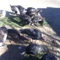 فروش بوقلمون ۱۲ عدد|حیوانات مزرعه|یاسوج, |دیوار