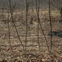 نهال گردو محلی درجه یک ضمانتی|گل و گیاه طبیعی|بجنورد, |دیوار