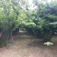 ویلاو باغ 1000متری در روستای اسیابر سراصلی|فروش خانه و ویلا|دیلمان, |دیوار