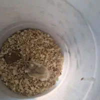 همستر|موش و خرگوش|بندرعباس, |دیوار