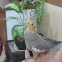 عروس هلندی نر و ماده|پرنده|اندیشه, شهرک المهدی|دیوار