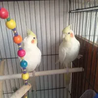 انواع عروس هلندی لوتینو|پرنده|اندیمشک, |دیوار