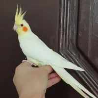 عروس‌هلندی ماده رام یافت آباد