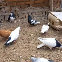 کبوتر طوقی خوشرنگ بدرنگ|پرنده|قزوین, |دیوار