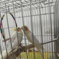 عروس هلندی مولد