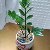 گل زامفولیا