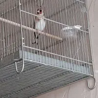 سهره های انتیک|پرنده|پاکدشت, پاکدشت (مامازند)|دیوار