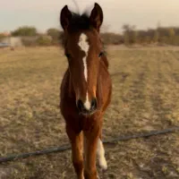 کره عرب یسر ۵ ماهه|اسب و تجهیزات اسب‌سواری|شهریار, اسکمان|دیوار