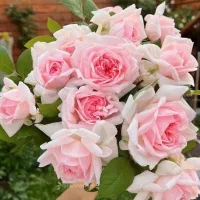 منشی خانم بابت همکاری درامور املاک