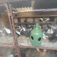 ۴۰عدد کبوتر پرشی