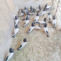 37تا دمبی سینه کله