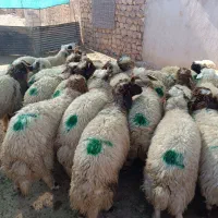 فروش 40راس بره نر درجه یک