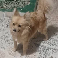 واگذاری دو عدد سگ پامر|سگ|یاسوج, |دیوار