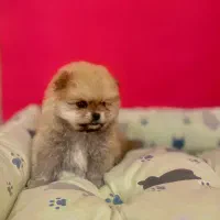 پامرین بوفیس۹۸روزه
