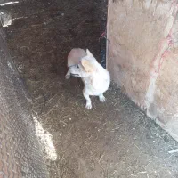 توله سگ دورگ مالینیوز و سگ پاکوتاه|سگ|یزد, |دیوار