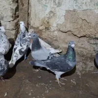 16تا پلاکی|پرنده|پاسارگاد, |دیوار