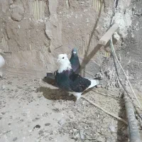 کبوتر پرشی|پرنده|بیجار, |دیوار