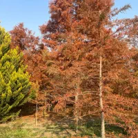 زمین مسکونی شهر تفرش