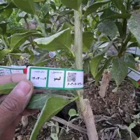 نهال مرکبات و سیاه درخت و ریشه|خدمات باغبانی و درختکاری|شیراز, باغ تخت|دیوار