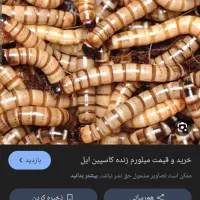 فروش کرم میلورم