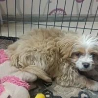 تصویر بالا (توله)|سگ|یزد, |دیوار