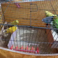 مرغ عشق سوسنگرد