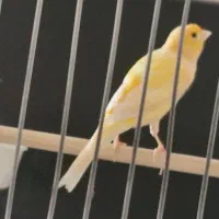 قناری نر مست بخون