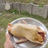 اردک محلی|حیوانات مزرعه|فومن, |دیوار