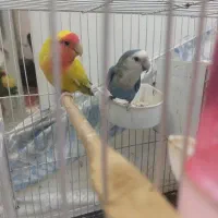 کوتوله برزیلی