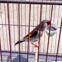 سهره دورگ کرمونی نر قرص بخون