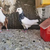 طوقی هفت رنگ|پرنده|مشهد, پنجتن|دیوار