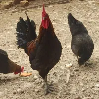 تخم‌مرغ محلی نطفه دار