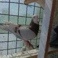 کفتر غریبگیری بلندی