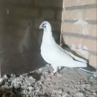 پلنگ سیاه نر