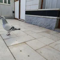 مجسمه کبوتر شامی|مجسمه، تندیس، ماکت|بیرجند, |دیوار