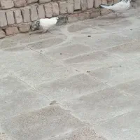 کفتر