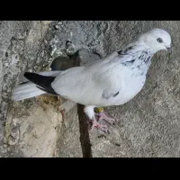 شیخ|پرنده|چمران, |دیوار