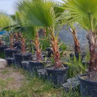 پالم واشنگتنی و پالم لاتانیا ریشه پرس