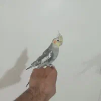 عروس هلندی نر و ماده