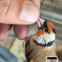 سهره جوجه قفس