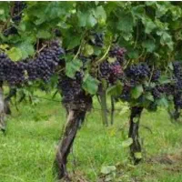 سلام هرس کردن درخت گل وگیاه  وبیل زدن فقط شهر یزد