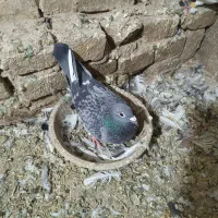 کبوتر|پرنده|خاوران, |دیوار