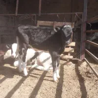 گاو و گوساله نر تلیسه