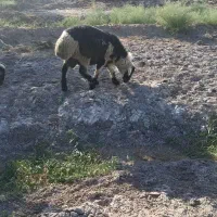 گوسفند