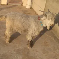 فروش دوبری|حیوانات مزرعه|ایذه, |دیوار