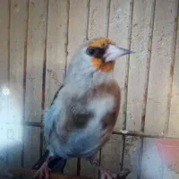 فروش سهره کرمونی نر دوساله