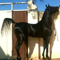 اسب عرب