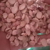 لوبیا چیتی شکسته