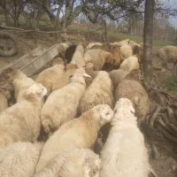 ۵۰ رس بره نر بفروش میرسد|حیوانات مزرعه|تالش, تالش|دیوار