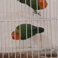 جوبه برزیلی تازه دونه خور